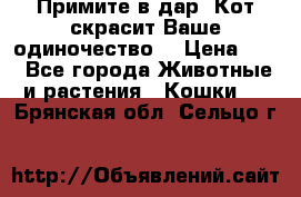 Примите в дар. Кот скрасит Ваше одиночество. › Цена ­ 0 - Все города Животные и растения » Кошки   . Брянская обл.,Сельцо г.